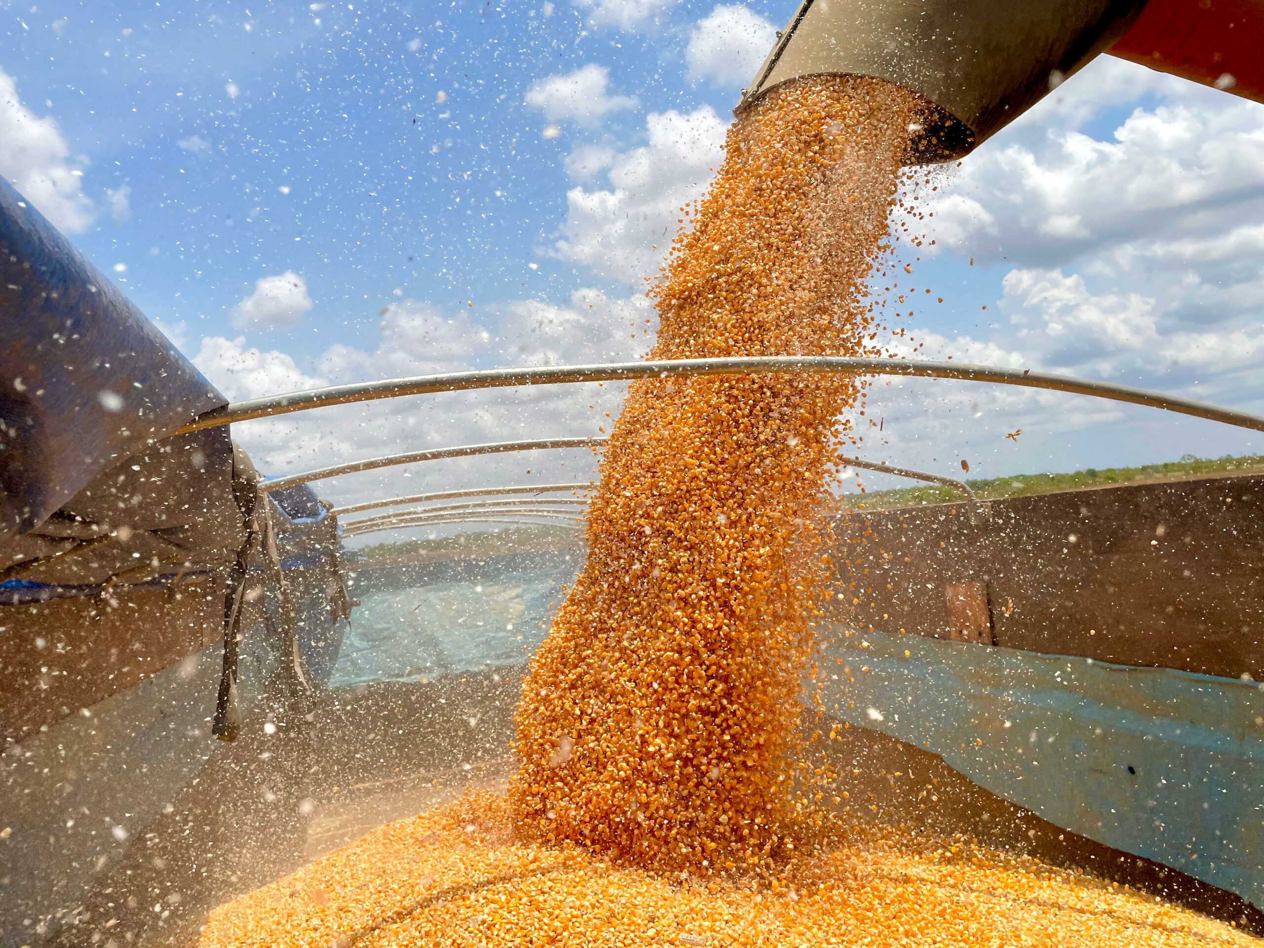 Macapá inicia colheita de milho para exportar para Guiana Francesa  – Prefeitura Municipal de Macapá