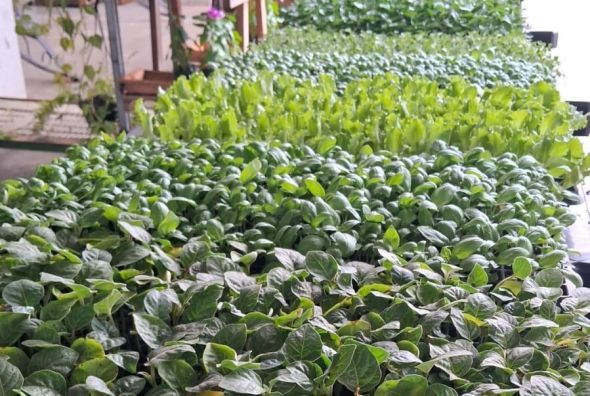 Prefeitura de Cuiab | Mercado do Porto ter 5 Edio da Feira de Agricultura Urbana neste fim de semana